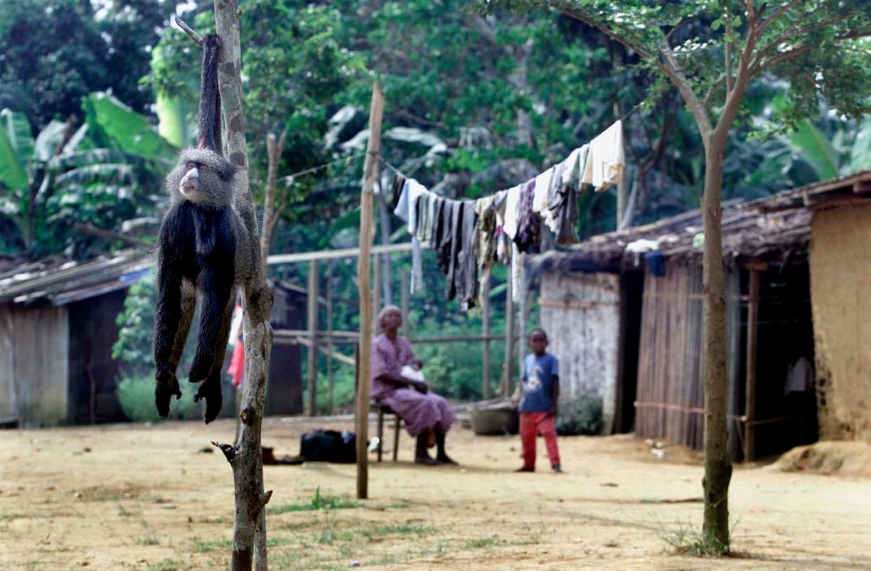 Dai dich covid-19 moi truong sinh thai anh 1