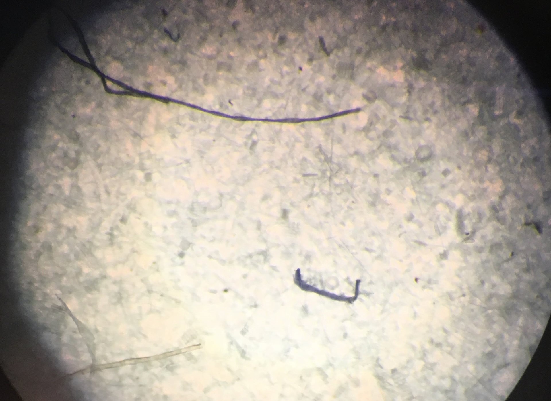 Phat hien chan dong trong loi bang Nam Cuc hinh anh