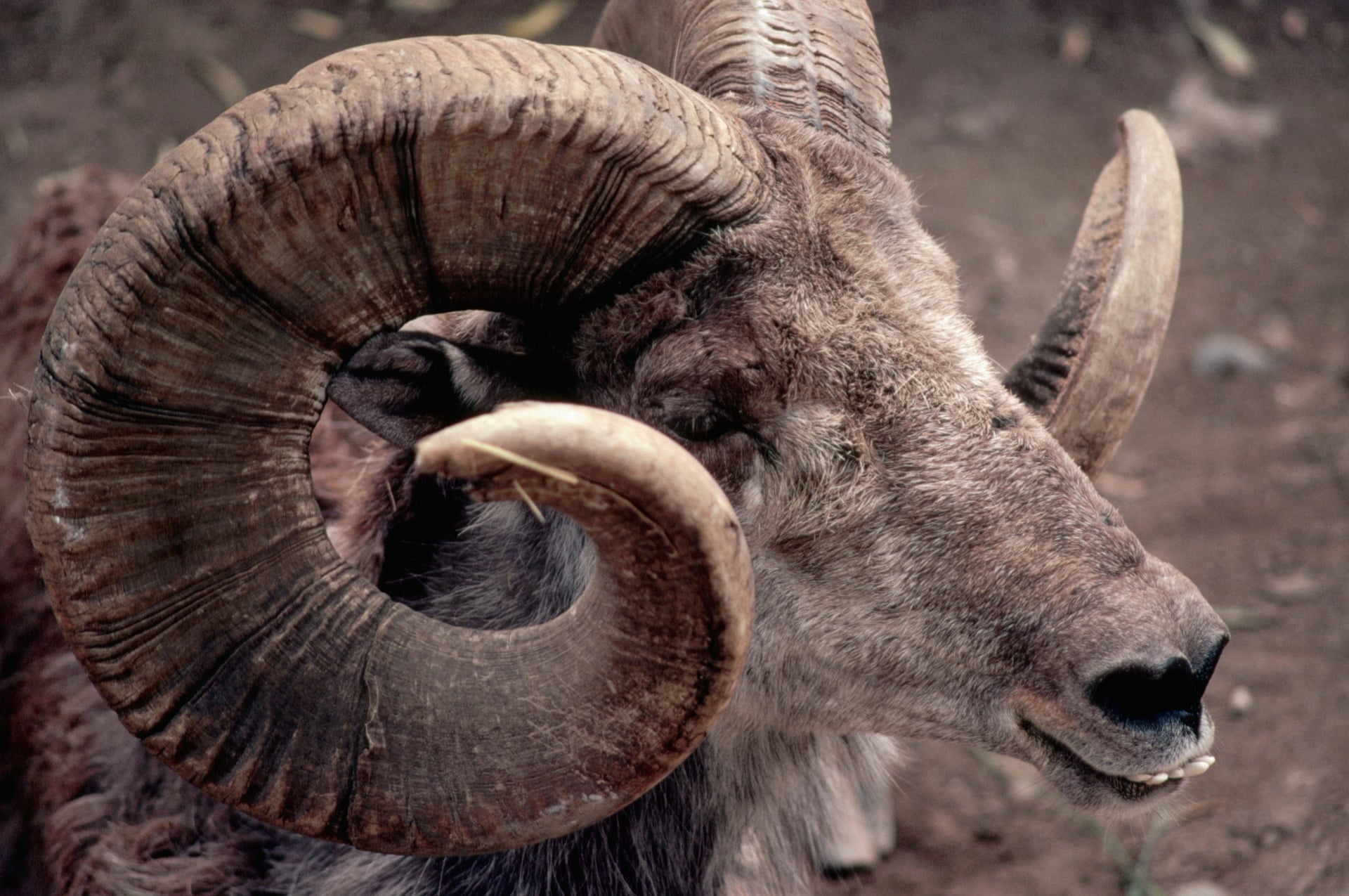 Con trai TT Trump san cuu quy o Mong Co, ton hon 75.000 USD tien thue hinh anh