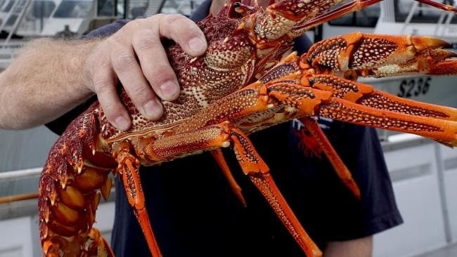 Doanh nghiep Duc dut ao khoi TQ, con tom hum Australia chua co loi ra hinh anh