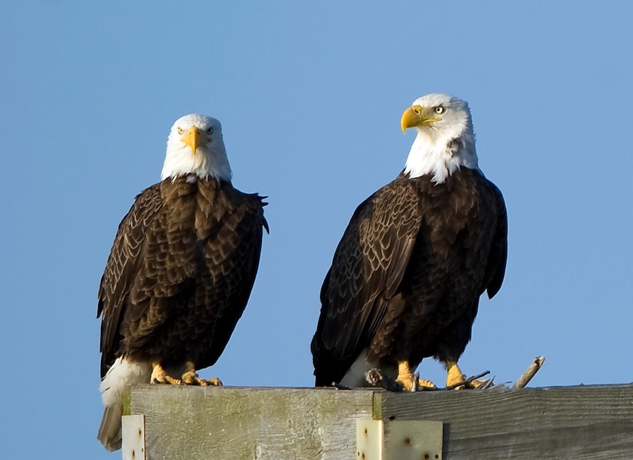 Trich ‘Giet con chim nhai’, tham phan buoc TT Trump bao ve loai chim hinh anh