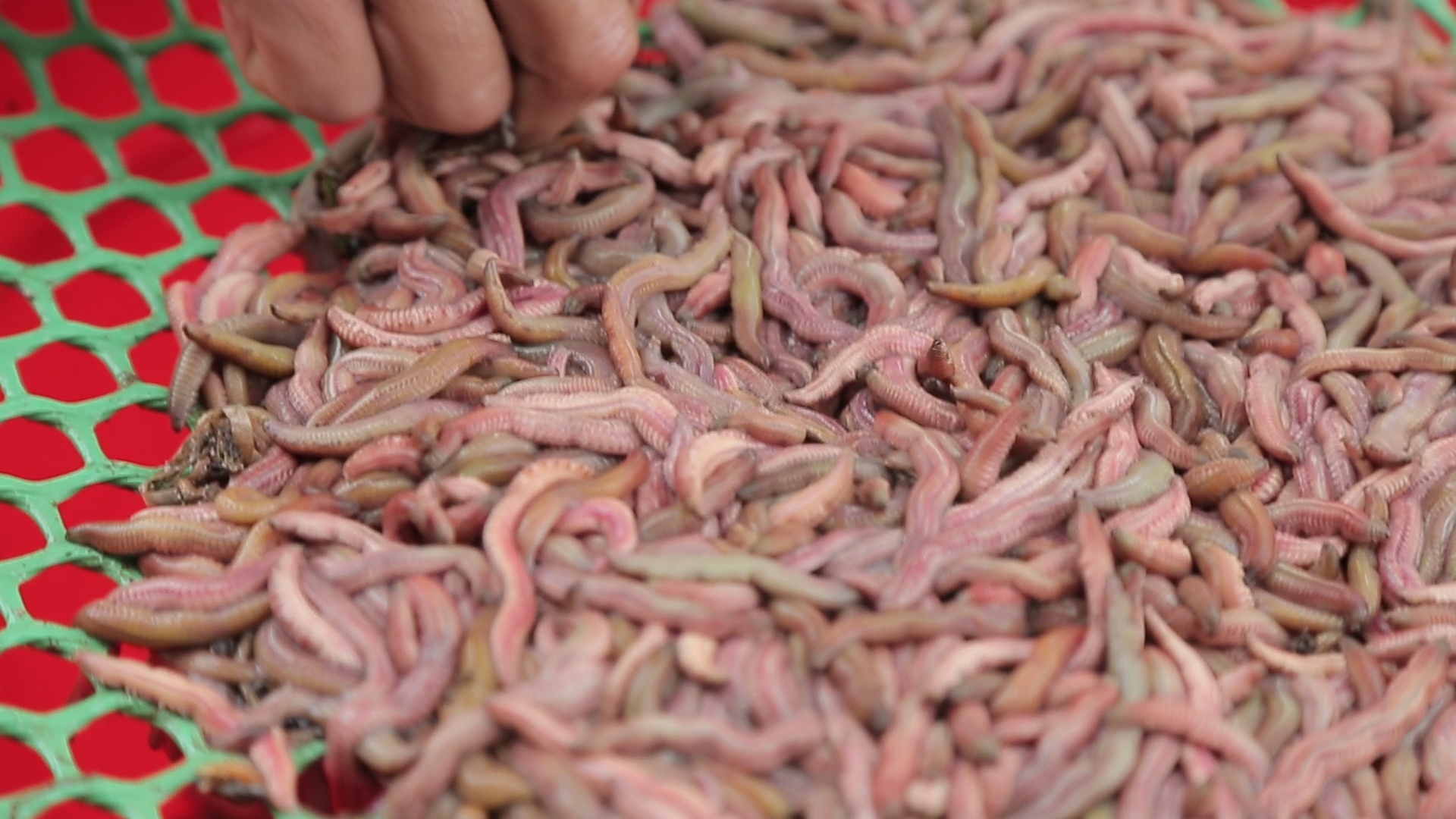 Kiem tien trieu moi ngay nho 'loc troi' hinh anh