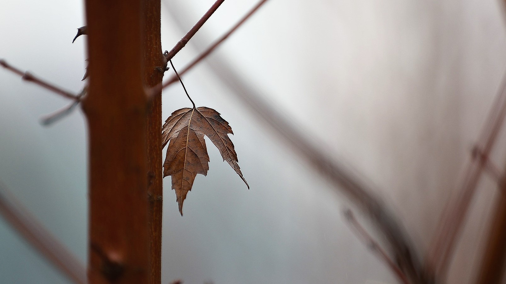 Nguoi dan noi gi ve viec trong cay phong la do o Ha Noi hinh anh