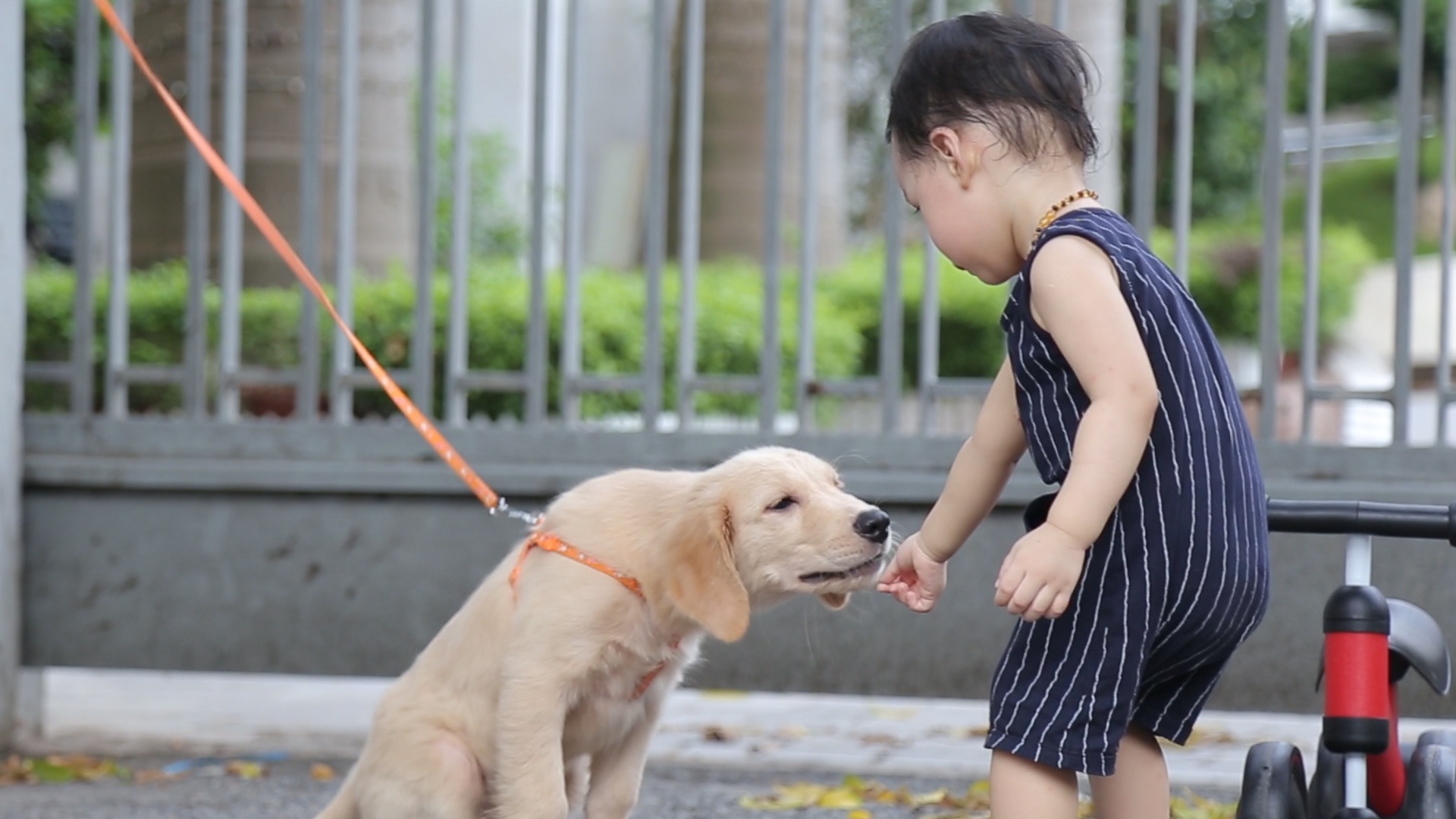 Nguoi dan noi gi ve viec cam cho o pho di bo ho Guom hinh anh