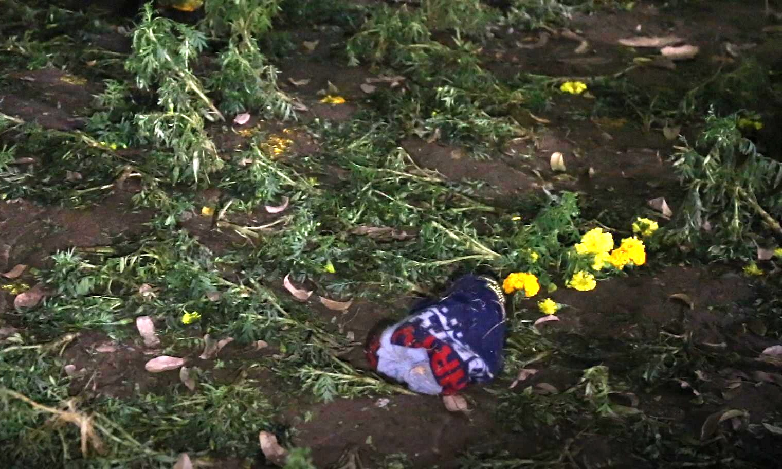 Vuon hoa o Ha Noi bi giam nat sau le don nam moi 2019 hinh anh