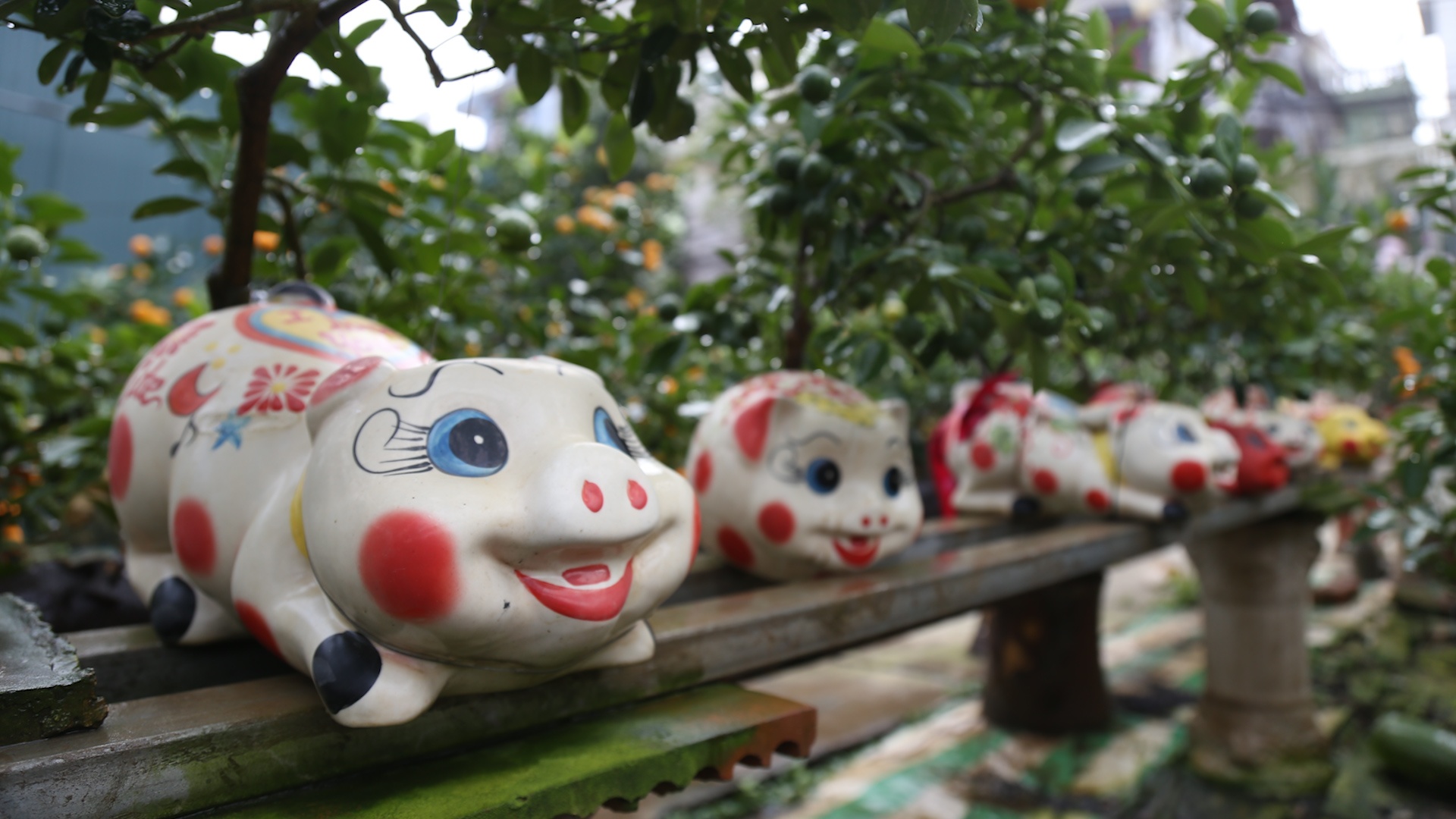 Quat bonsai doc dao 'cuoi' heo dat don Tet Ky Hoi hinh anh