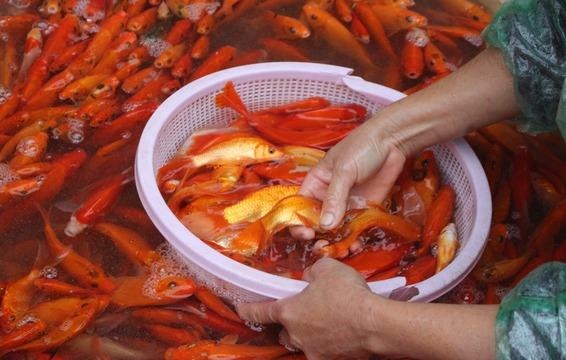 Lo tram trieu buon ca chep vang ngay ong Tao ve troi hinh anh