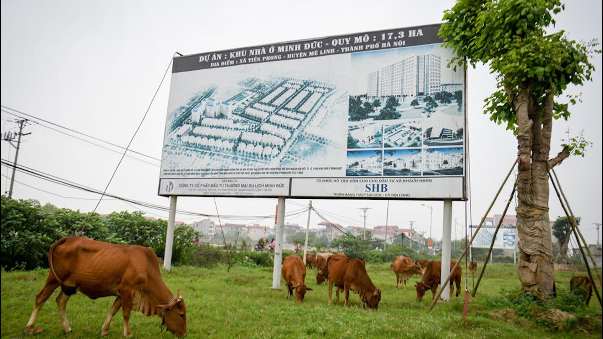 Trau bo thong dong gam co trong du an bo hoang 2.000 ha tai Ha Noi hinh anh