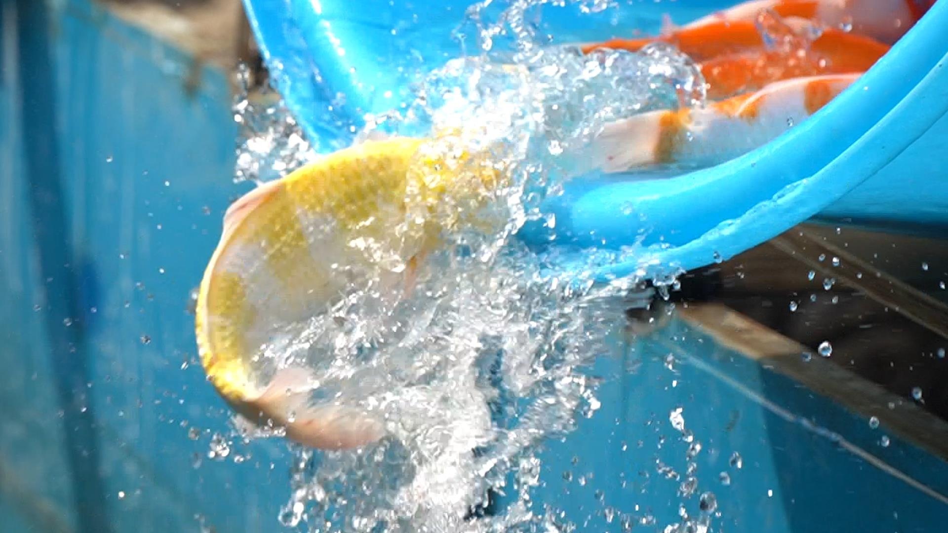 Tha ca Koi xuong song To Lich de chung minh chat luong nuoc hinh anh