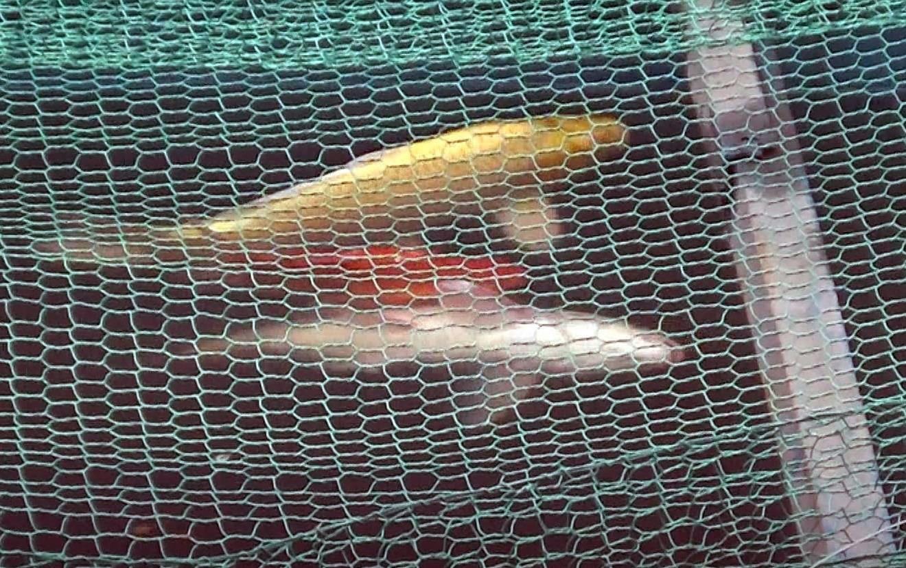 Ca Koi o be xu ly nuoc song To Lich chet lien tuc hinh anh