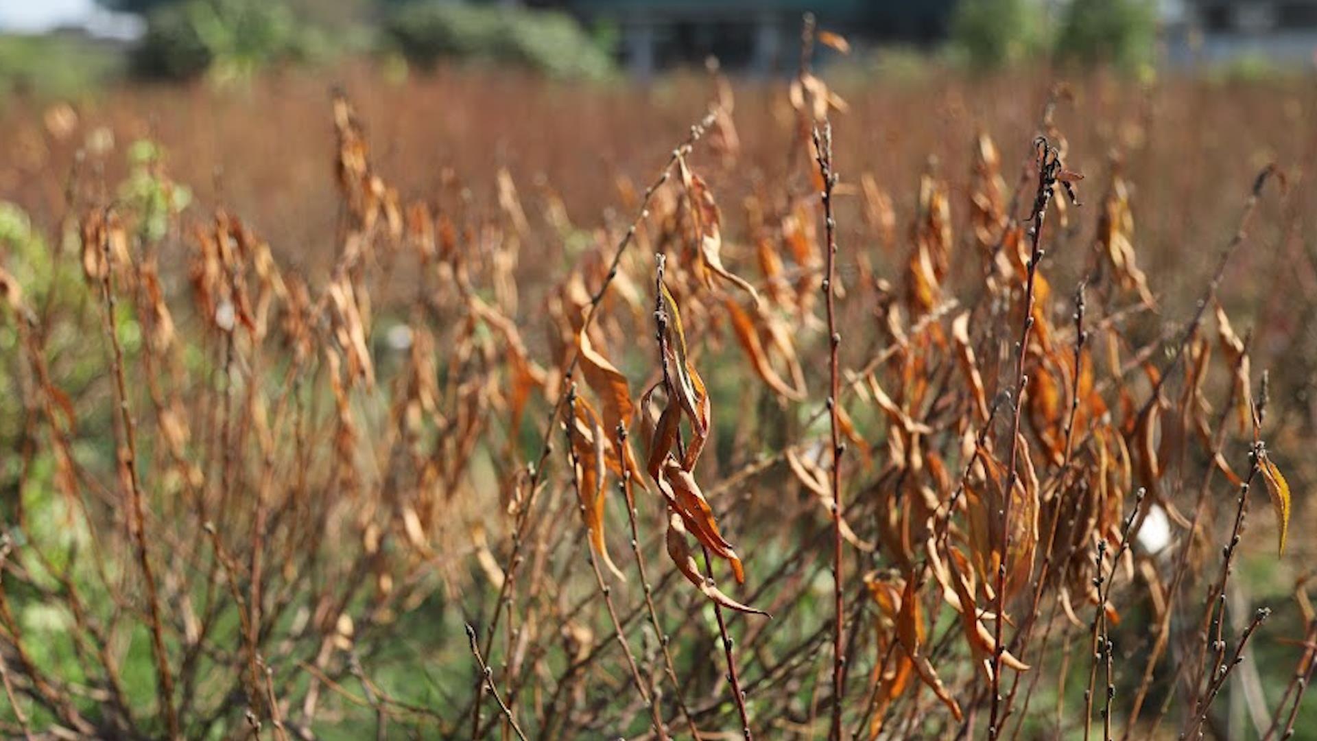 Hang nghin goc dao phuc vu Tet co truyen bi chet kho hinh anh