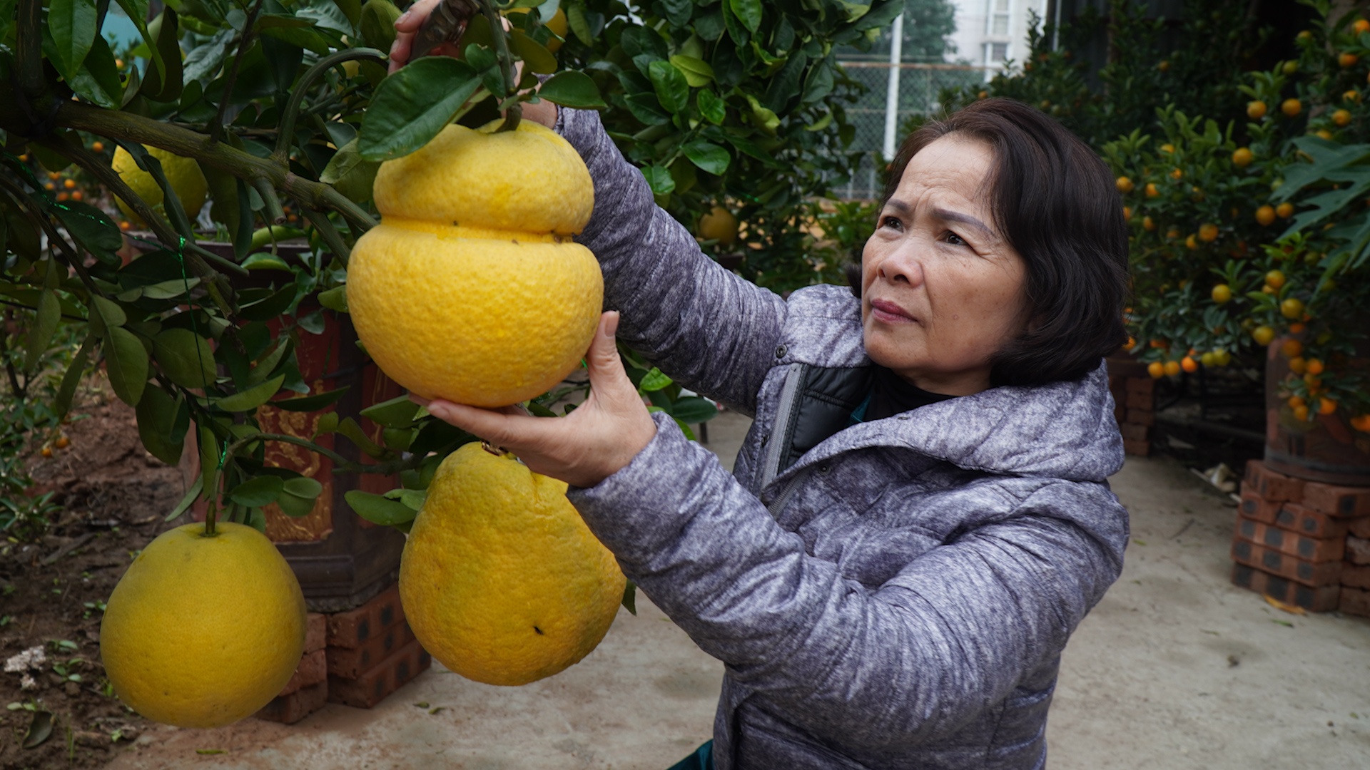 Buoi ho lo gia tien trieu hut khach dip Tet Nguyen dan hinh anh