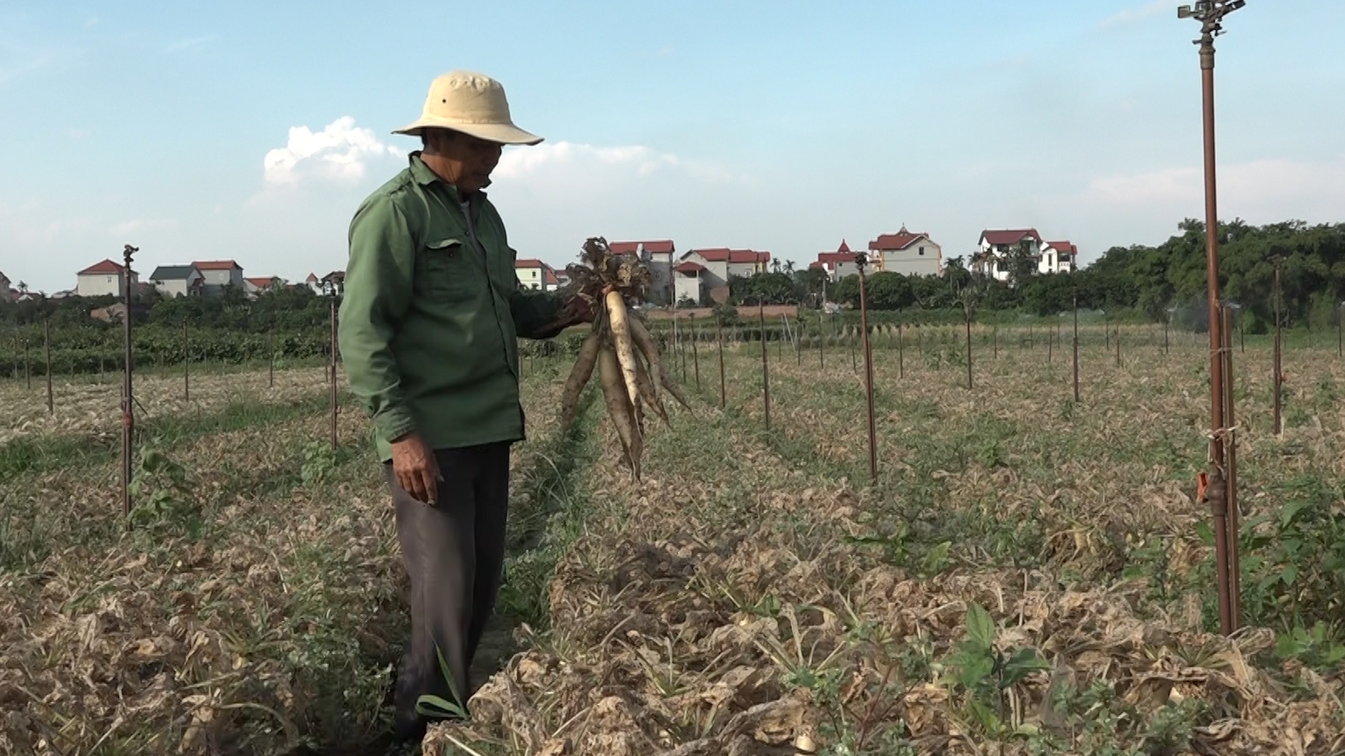 Nho bo hang chuc hecta cu cai bi sau tan pha hinh anh