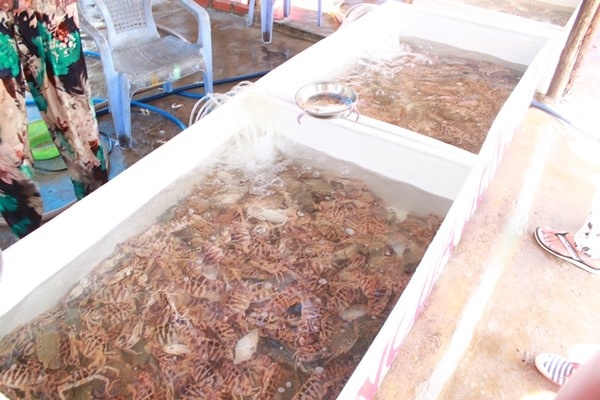 Ghé chợ mua hải sản.