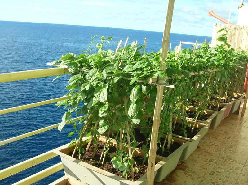 Không chỉ trên đảo mới phủ màu xanh ngát của rau và cây lá, những giàn rau trồng trên nhà dàn vừa cung cấp chất xơ cho lính đảo, vừa giúp cho cuộc sống của anh em chiến sĩ thêm nhiều thơ mộng.