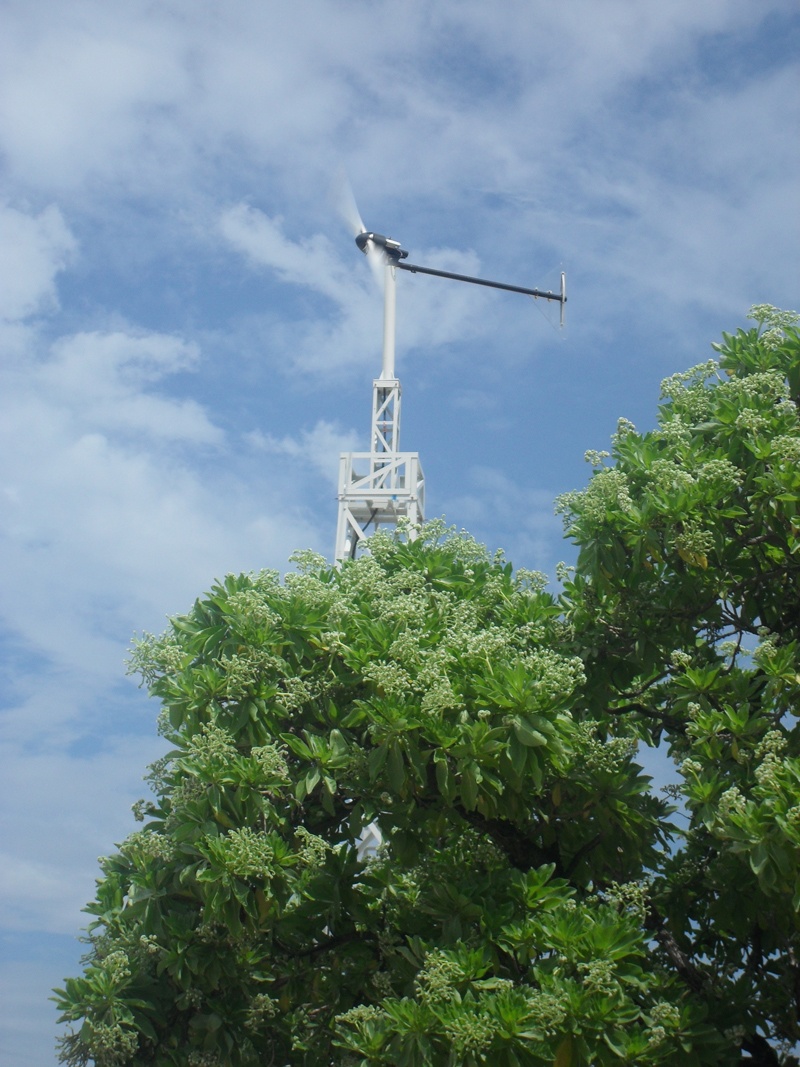 Hoa phong ba nở rợp trời hải đảo.