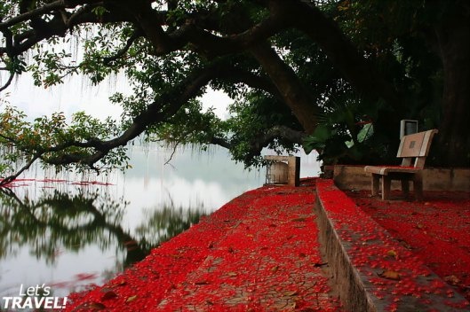 Hoa lộc vừng trên Hồ Tây.