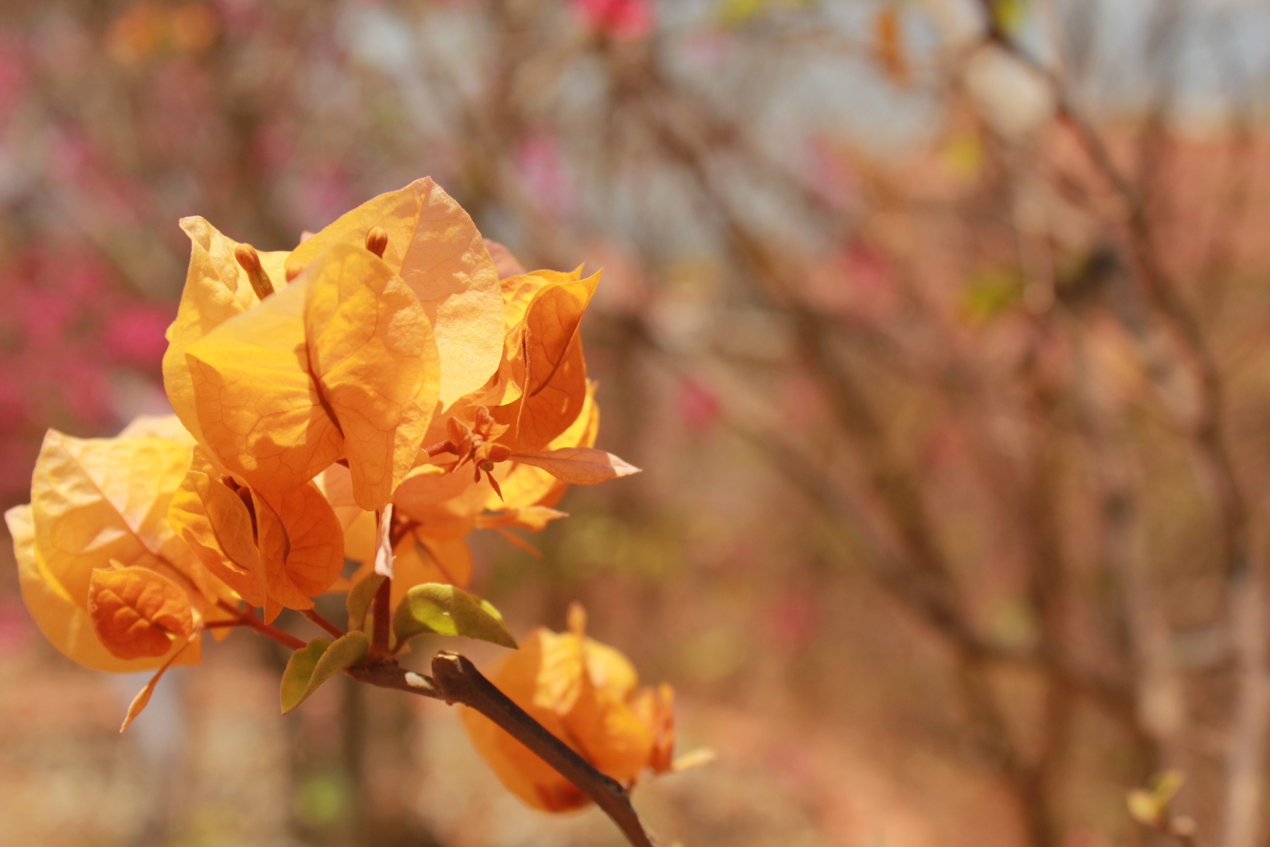 Hoa giấy trần ngập xung quanh tháp.