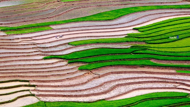 Bức tranh mùa vụ được tạo bởi những người dân vùng cao chăm chỉ.