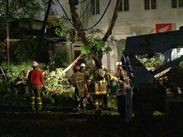 Cay co thu gay do sau mua de trung nhieu nguoi hinh anh