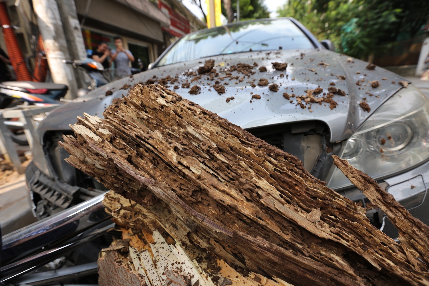 Do cay o Phan Huy Chu anh 1