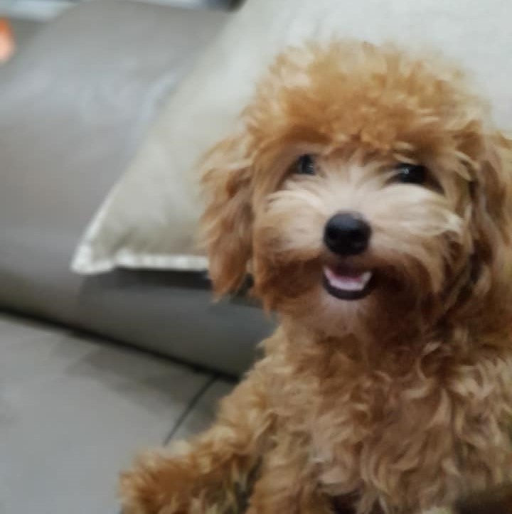 Ca gia dinh thoat nan o vu chay nho chu cho giong Poodle hinh anh