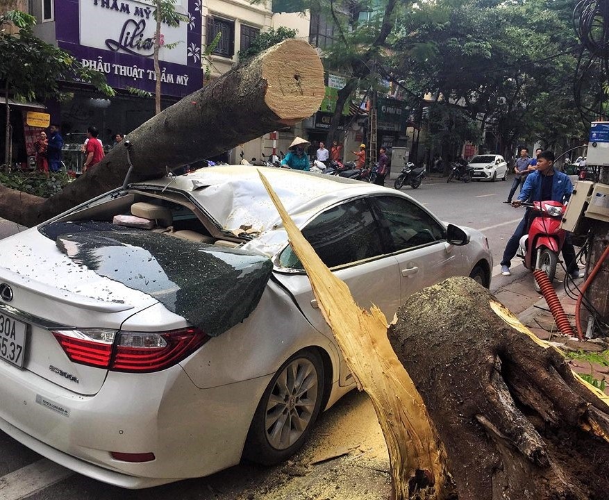 Ôtô Lexus tiền tỉ bị cây phượng bật gốc đè trúng ảnh 1 Oto Lexus tien ti bi cay phuong bat goc de trung anh 1