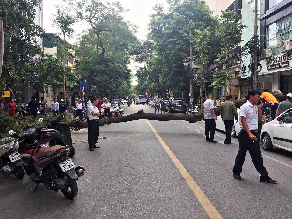 Ôtô Lexus tiền tỉ bị cây phượng bật gốc đè trúng ảnh 2 Oto Lexus tien ti bi cay phuong bat goc de trung anh 2