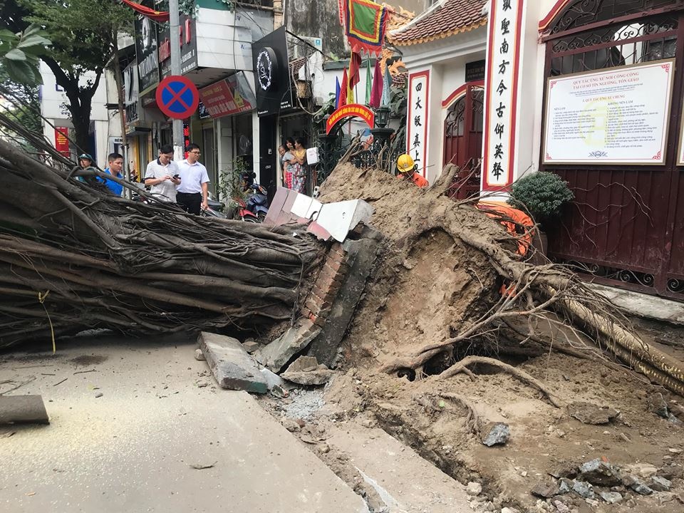 Hien truong cay da co thu bat goc, chan ngang duong o Ha Noi hinh anh