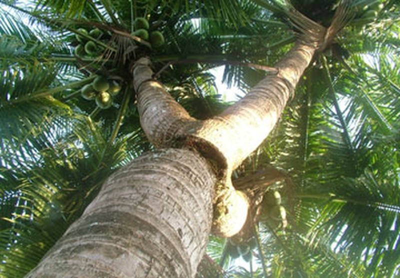 Doi hang xom boi thuong 45 trieu vi chat tau la dua hinh anh