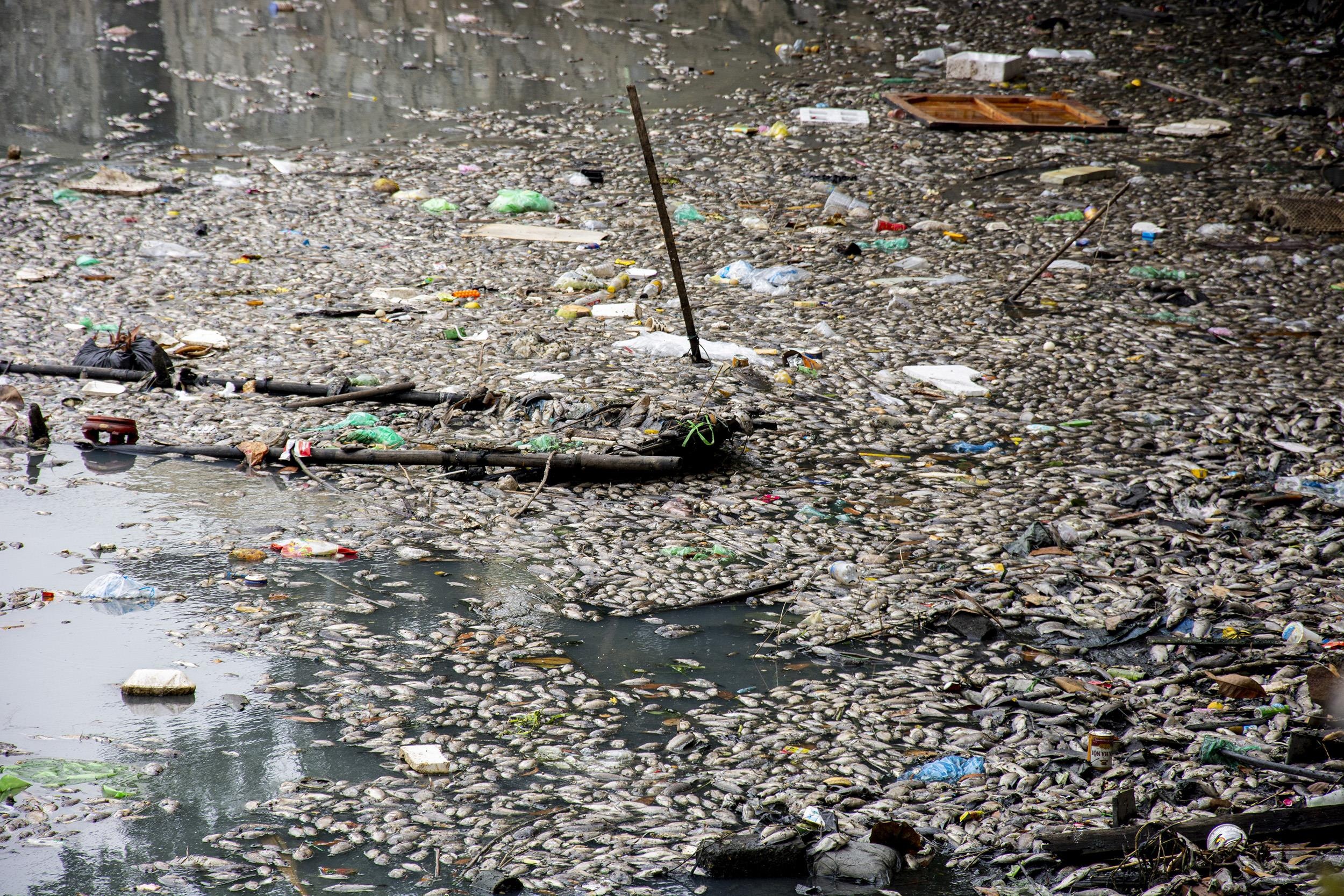 Vi sao ca chet noi trang kenh dan nuoc giua long TP Ha Long? hinh anh