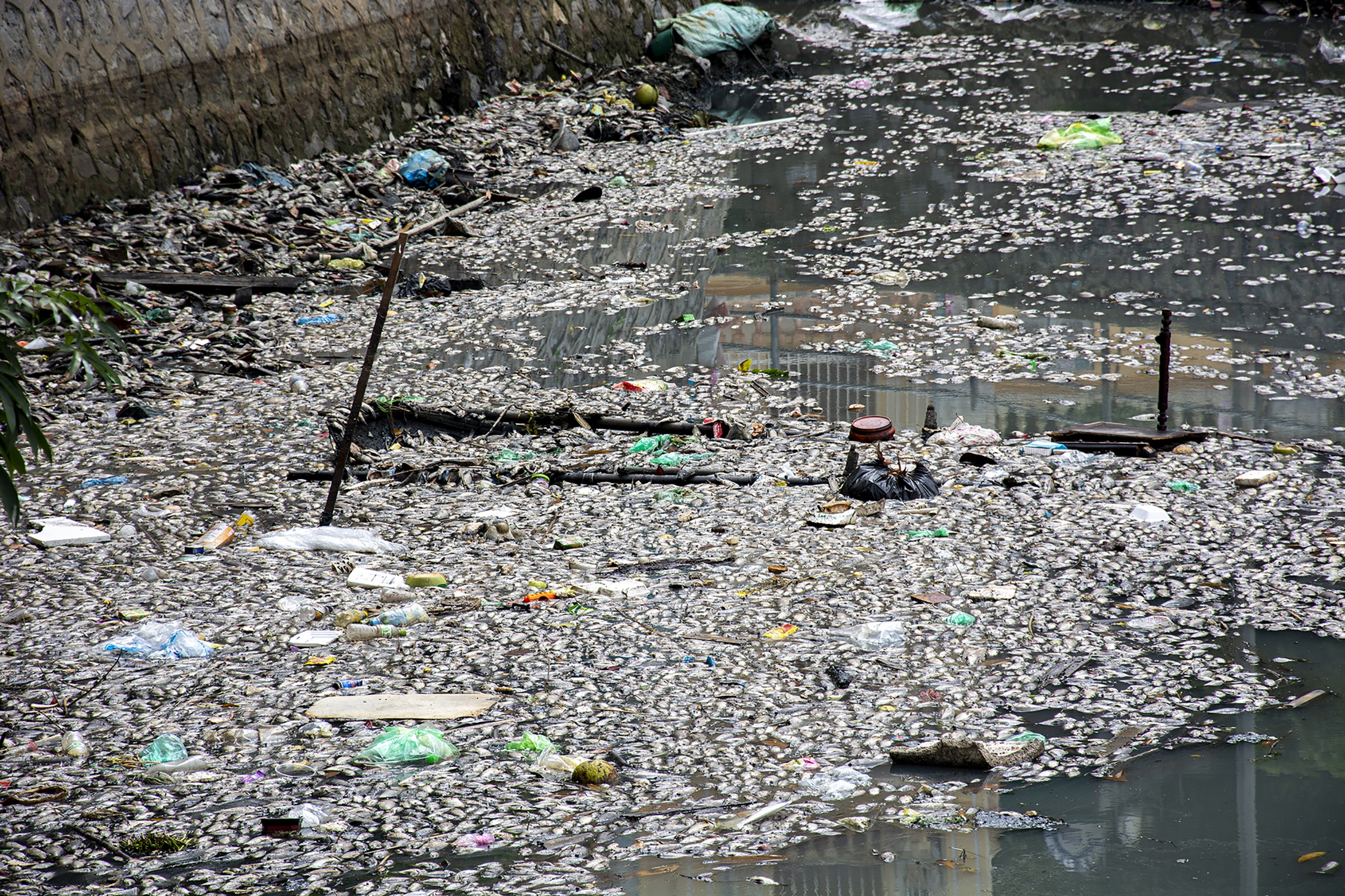 Ca chet trang o Ha Long anh 1