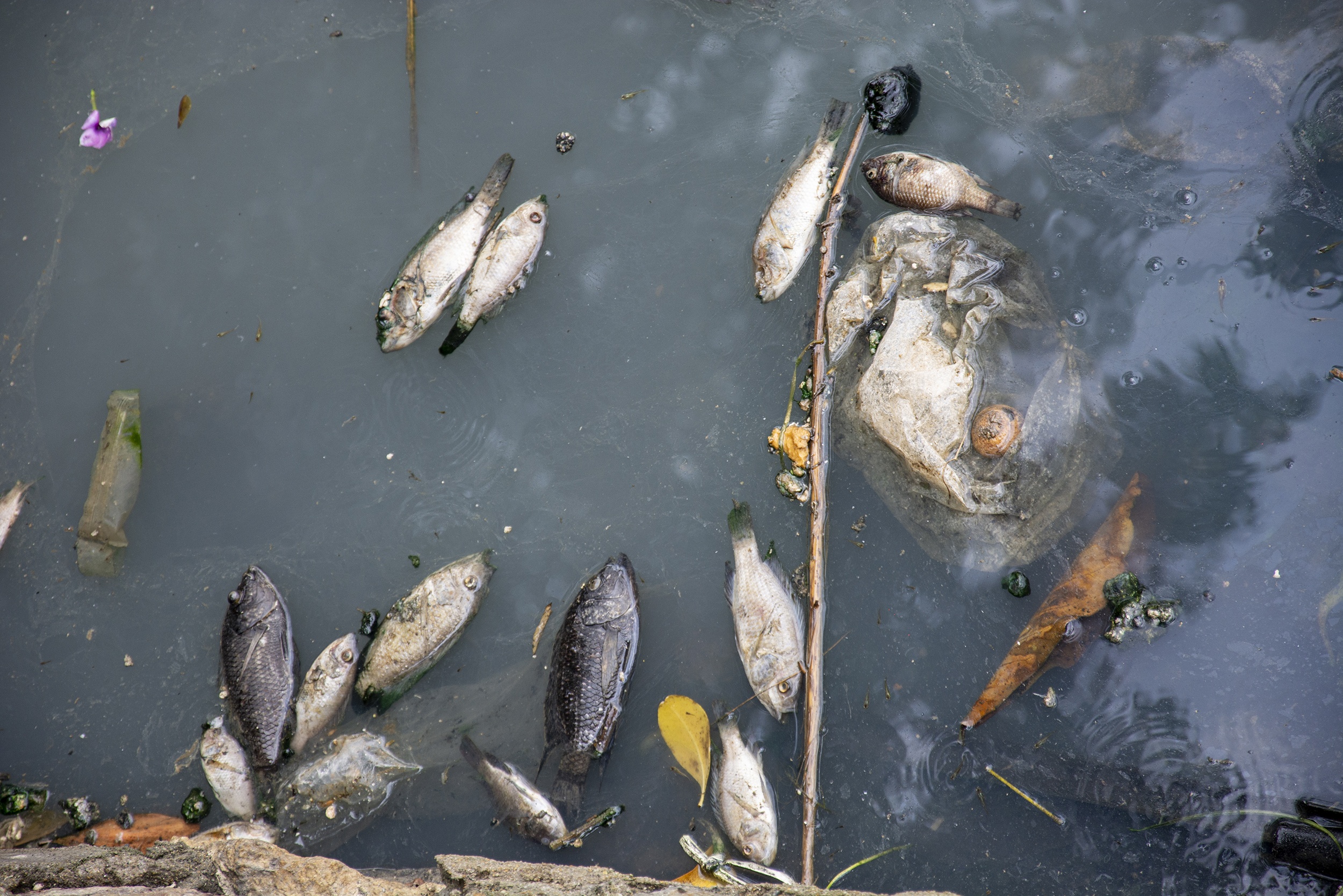 Ca chet trang o Ha Long anh 2