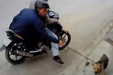 Trom cho ngay cua hang thu cung o TP.HCM hinh anh