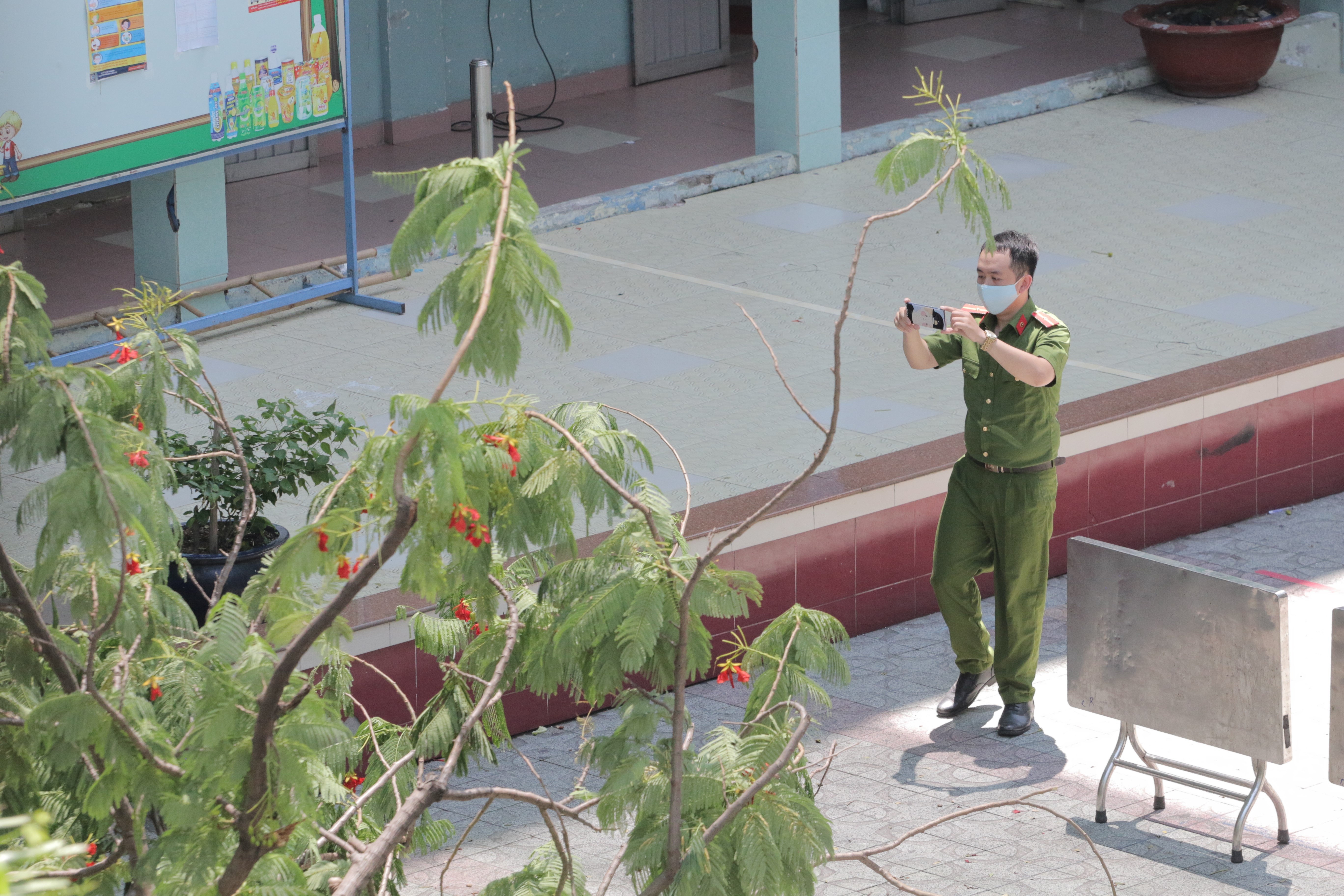 cay do truong THCS Bach Dang anh 1