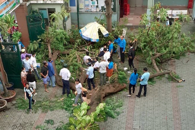 Phu huynh keo den truong sau vu cay bat goc de nhieu hoc sinh o TP.HCM hinh anh