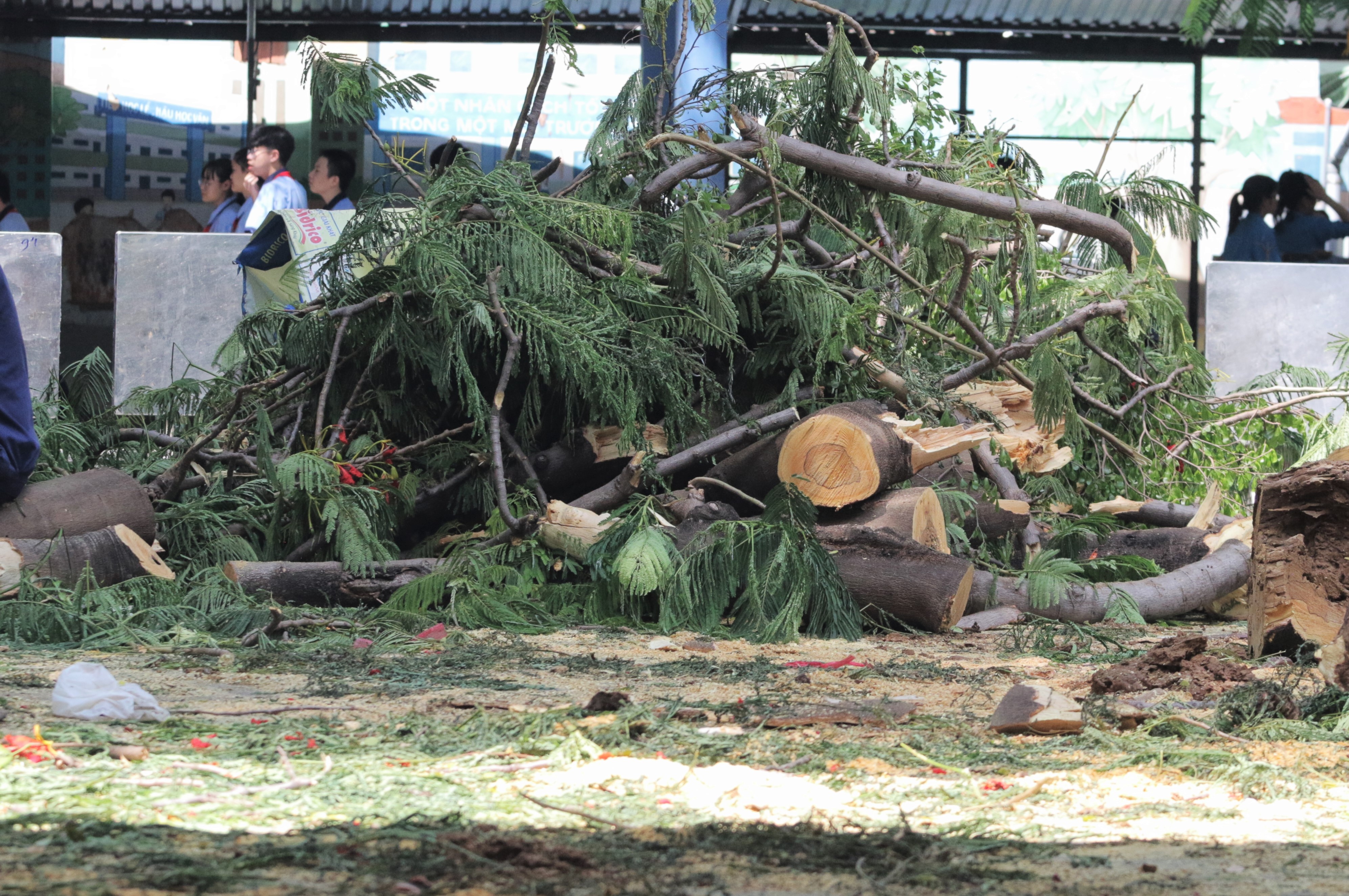 cay do truong THCS Bach Dang anh 9