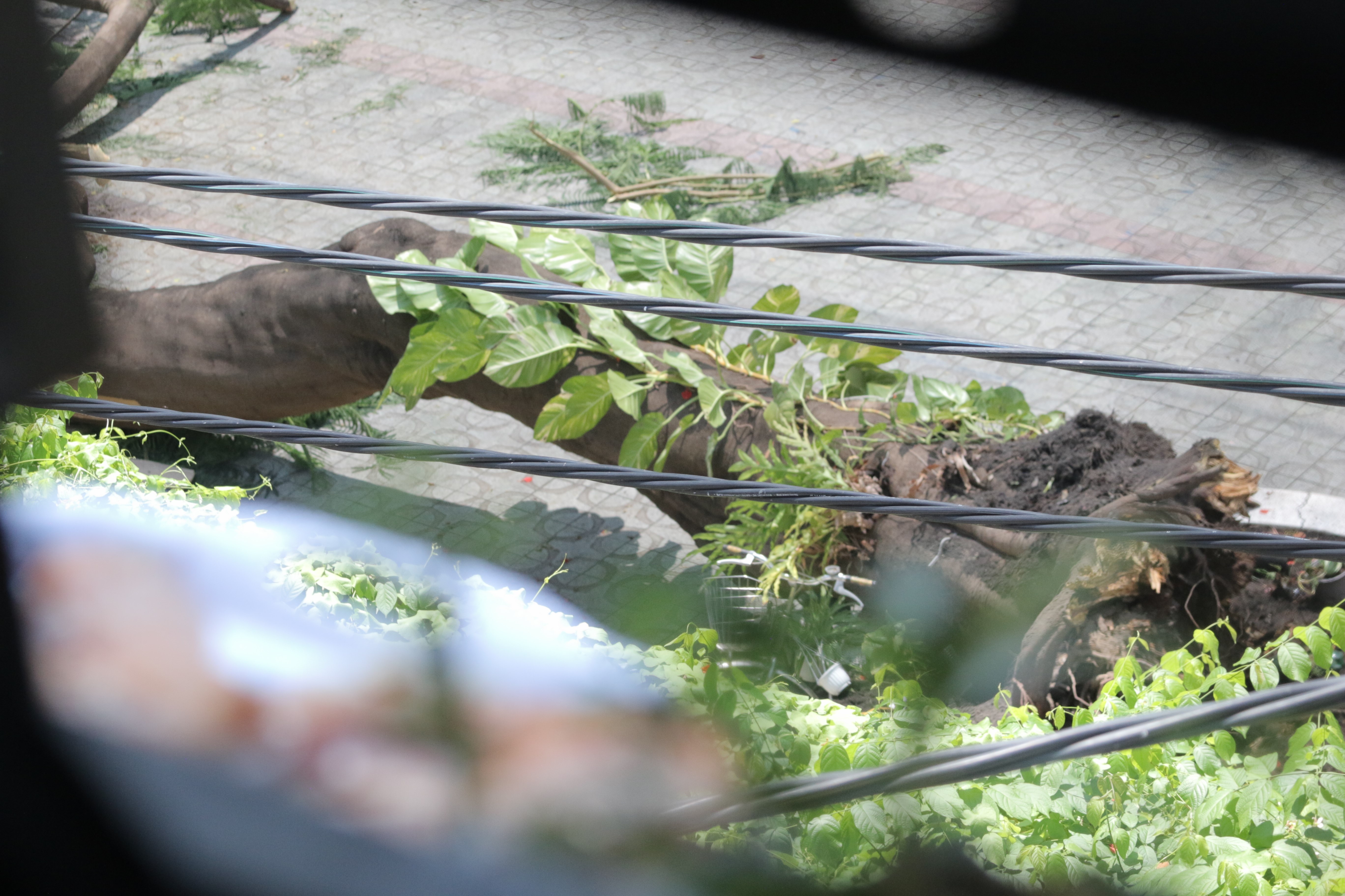 cay do truong THCS Bach Dang anh 2