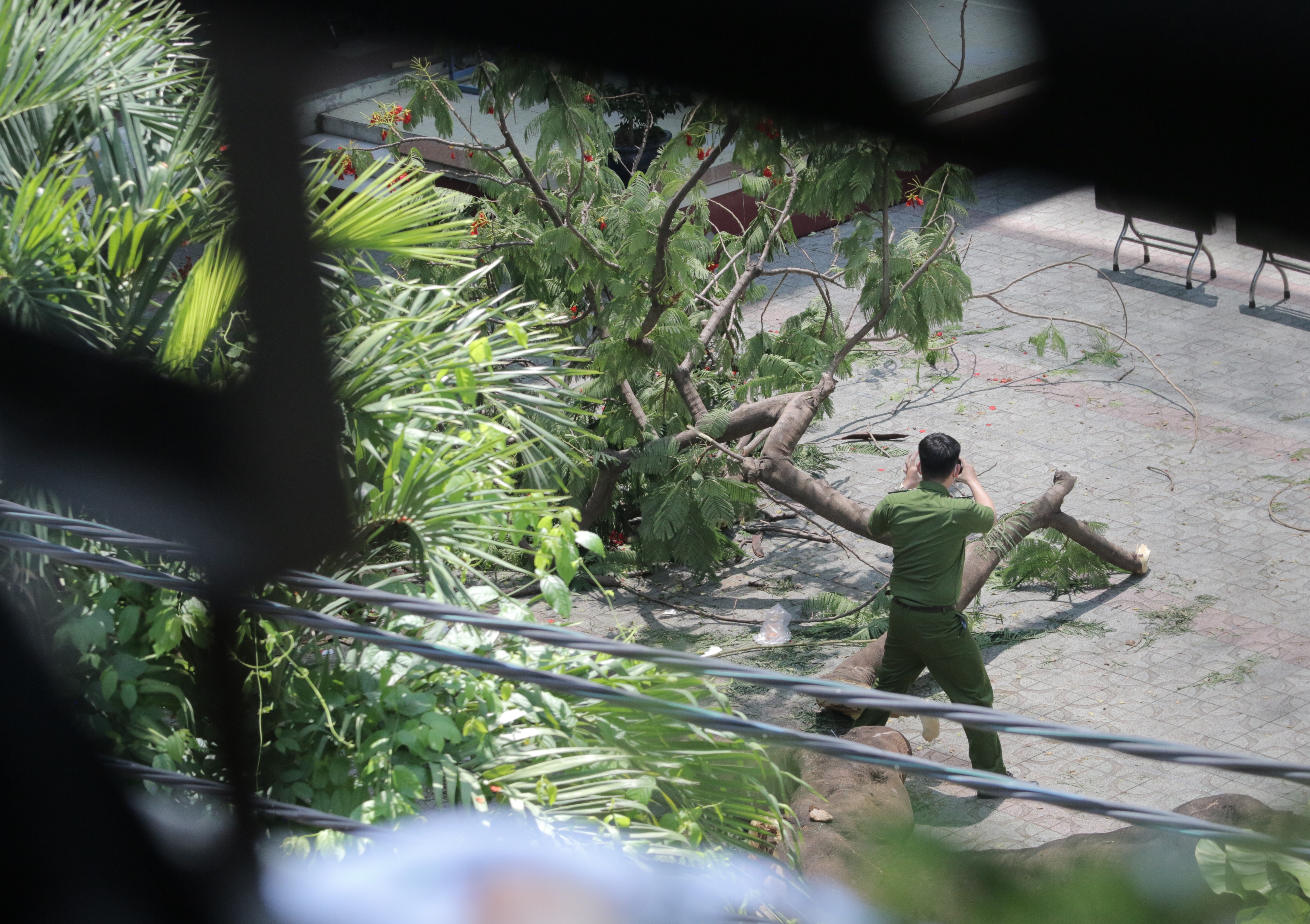 cay do truong THCS Bach Dang anh 4