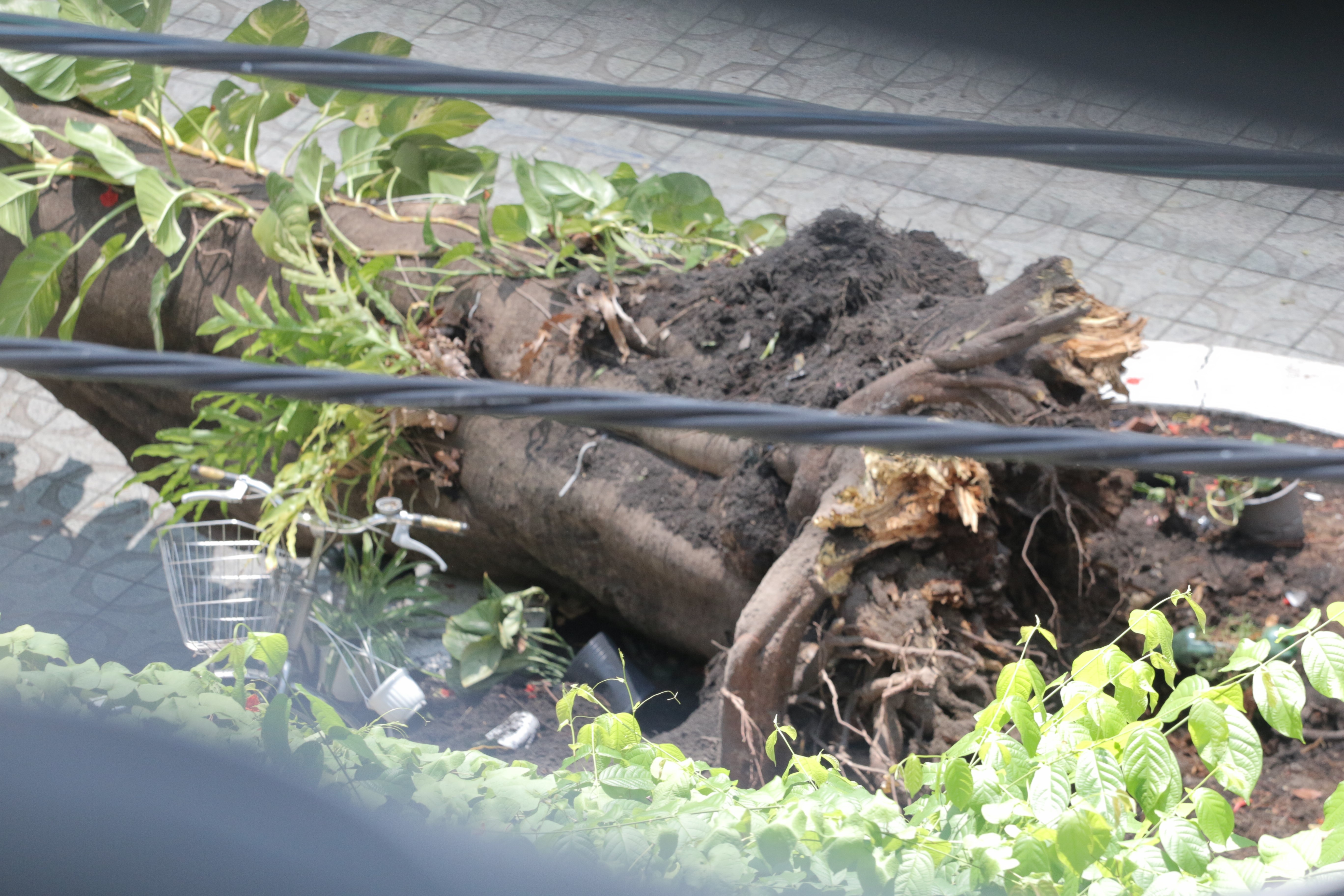 cay do truong THCS Bach Dang anh 5