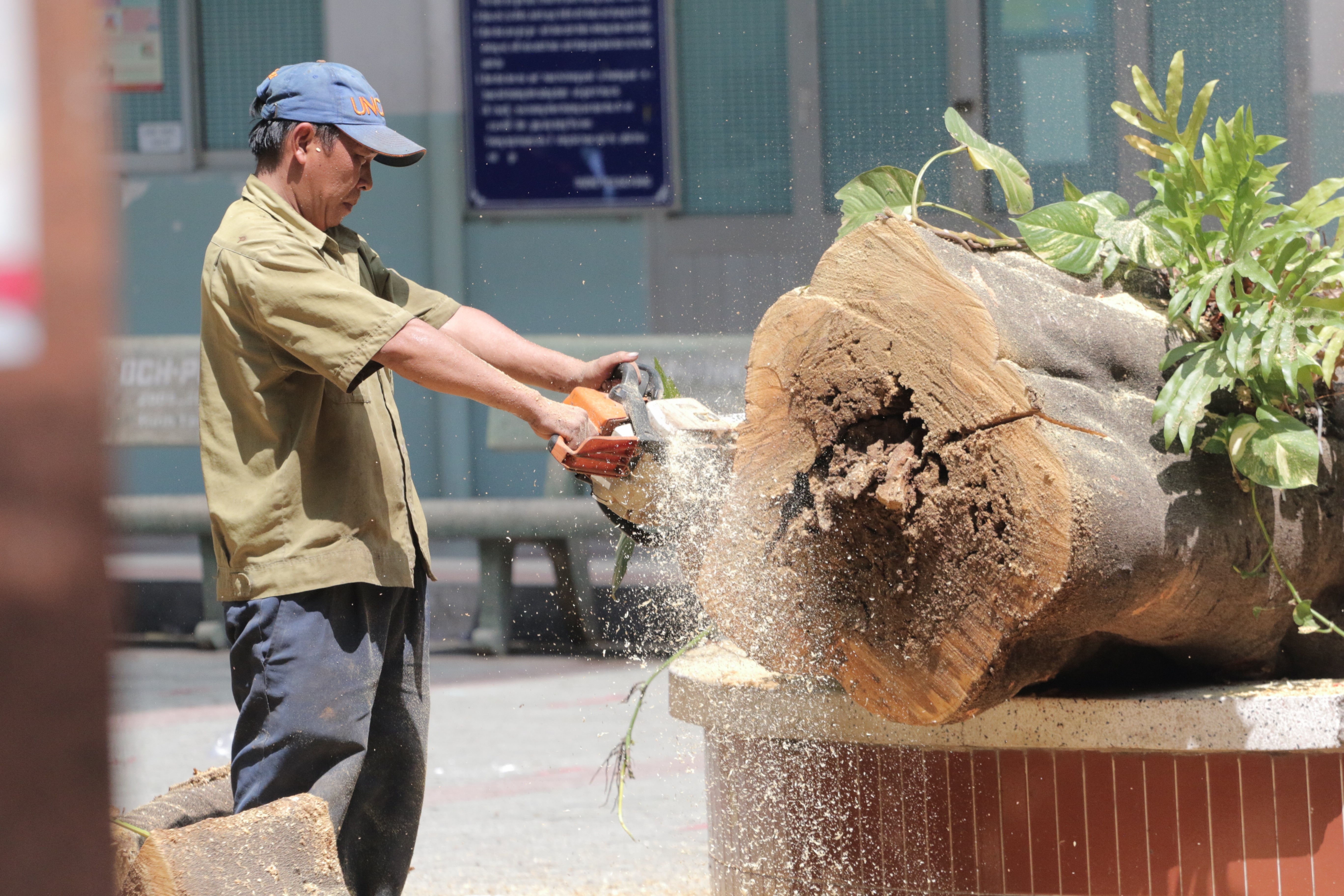 cay do truong THCS Bach Dang anh 6