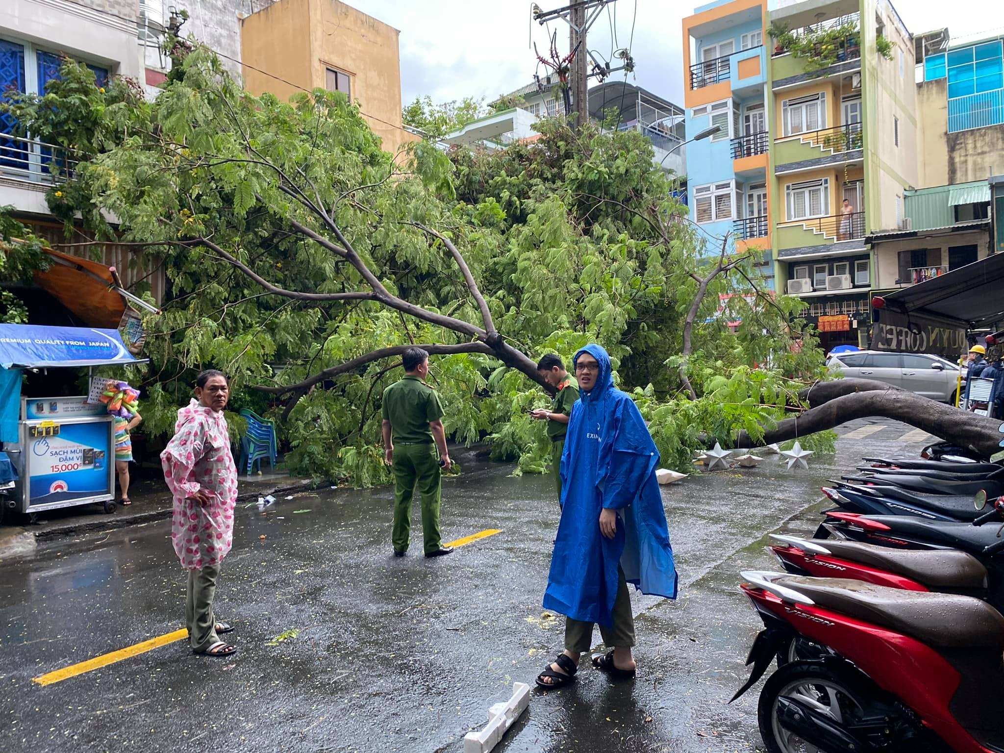 Cay do sau mua o TP.HCM anh 1