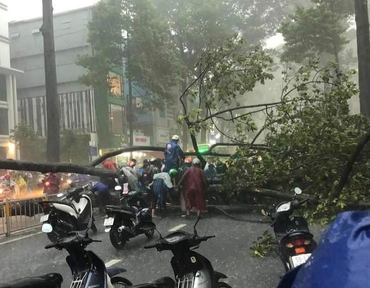 cay do tren duong Nguyen Tri phuong anh 1