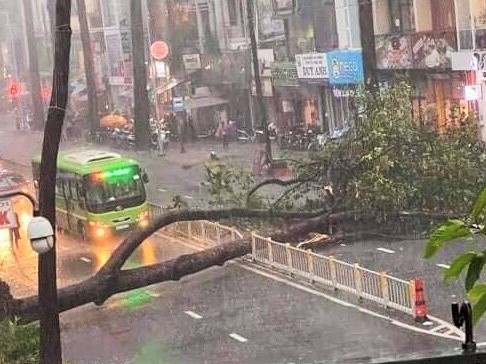 Cay o TP.HCM do lam mot nguoi bi thuong hinh anh