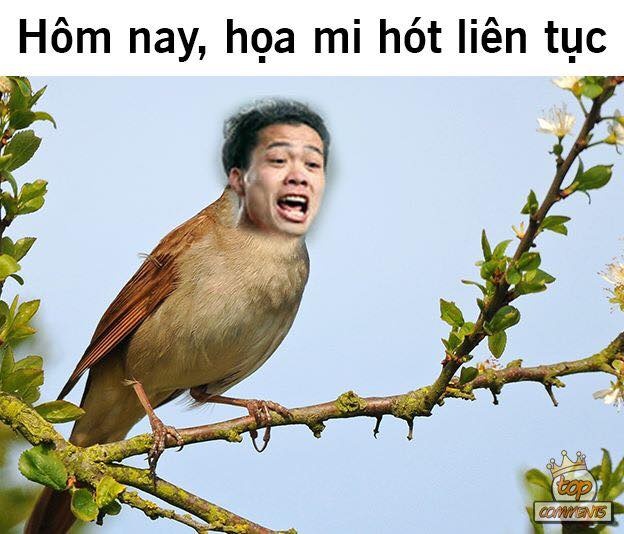 anh che Viet Nam Iraq anh 3