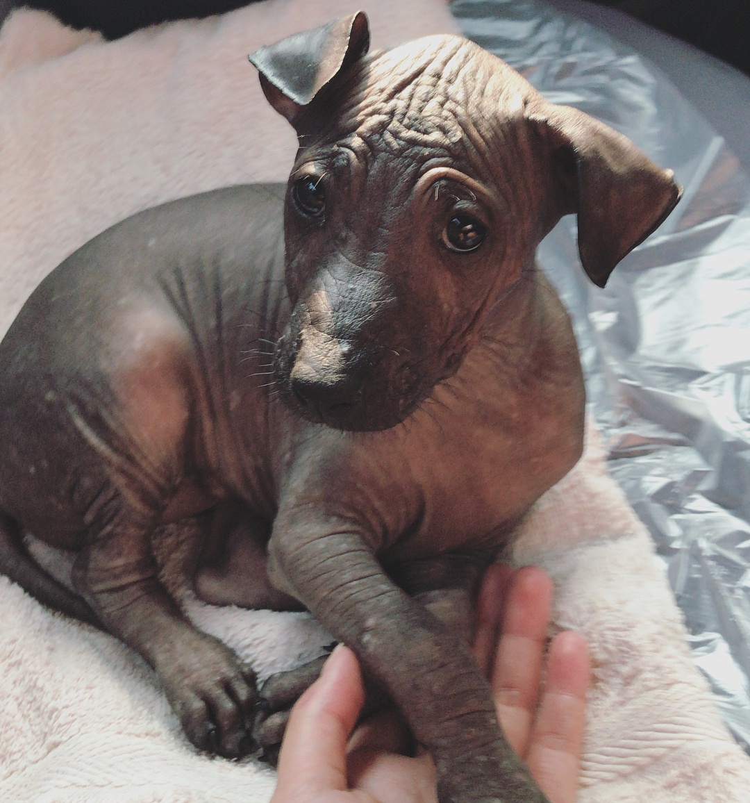 chu cho giong buc tuong anh 4