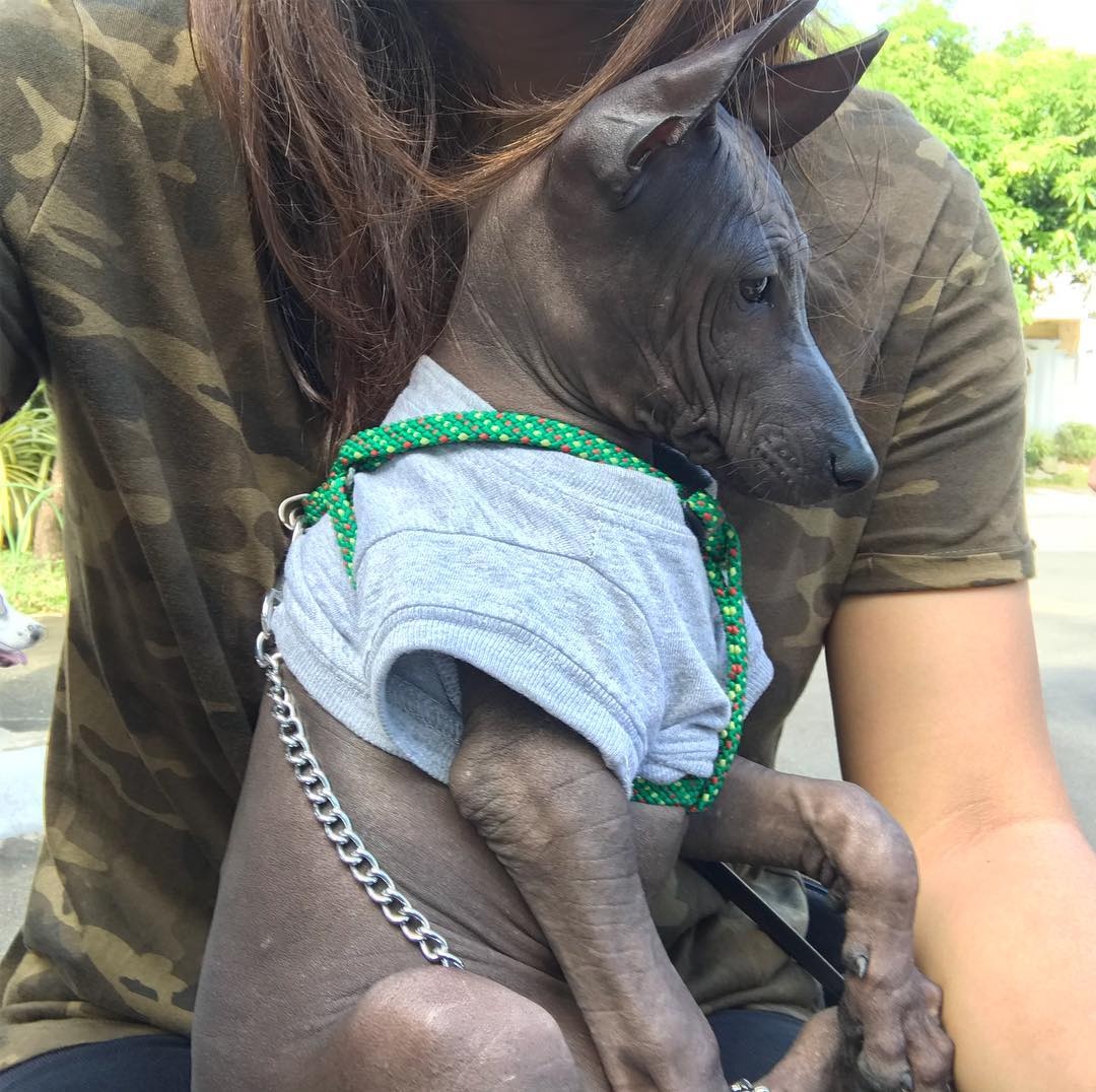 chu cho giong buc tuong anh 5