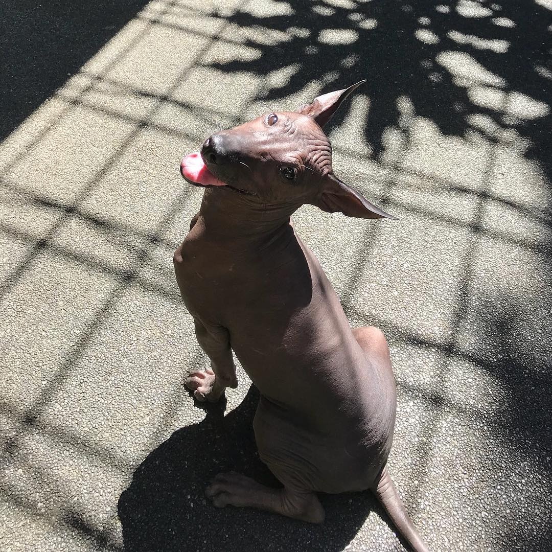 chu cho giong buc tuong anh 6