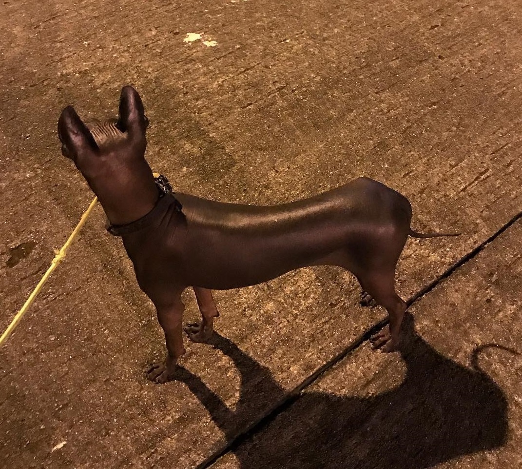 chu cho giong buc tuong anh 1