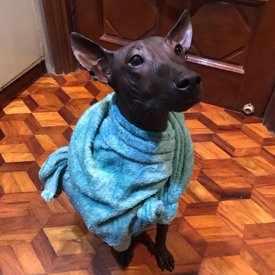 chu cho giong buc tuong anh 7